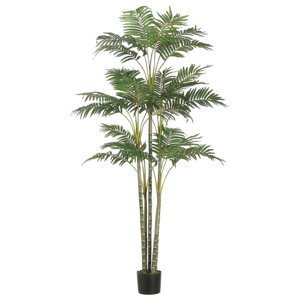 Areca Palm Tree 6ft