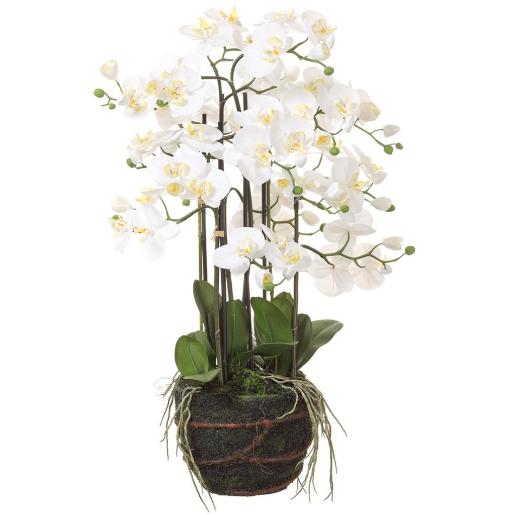 Phalaenopsis  in Pot 43in