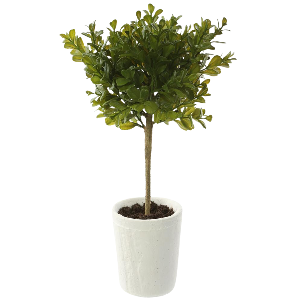Boxwood Topiary in Clay Pot 15in