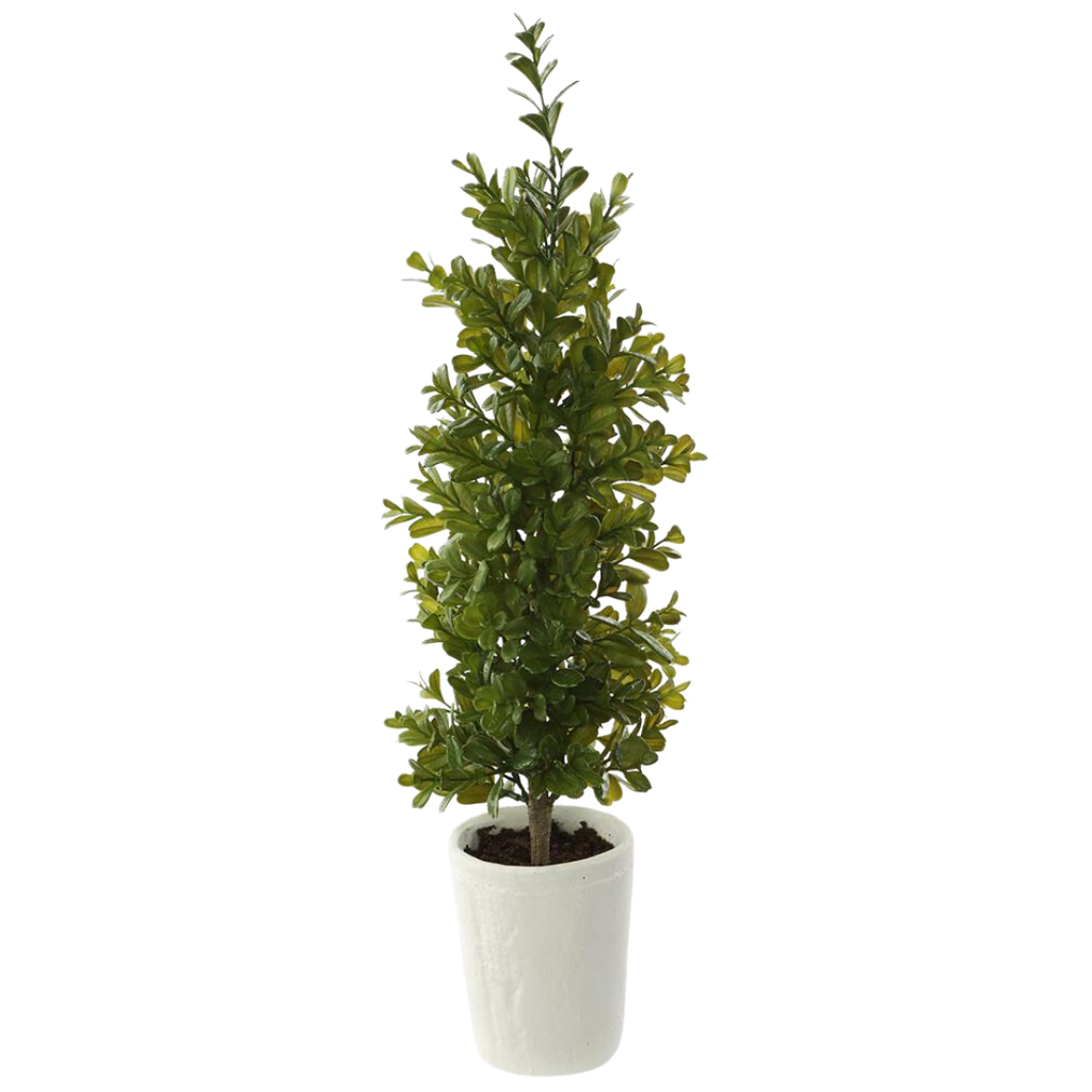 Boxwood Cone Topiary in Pot 21in