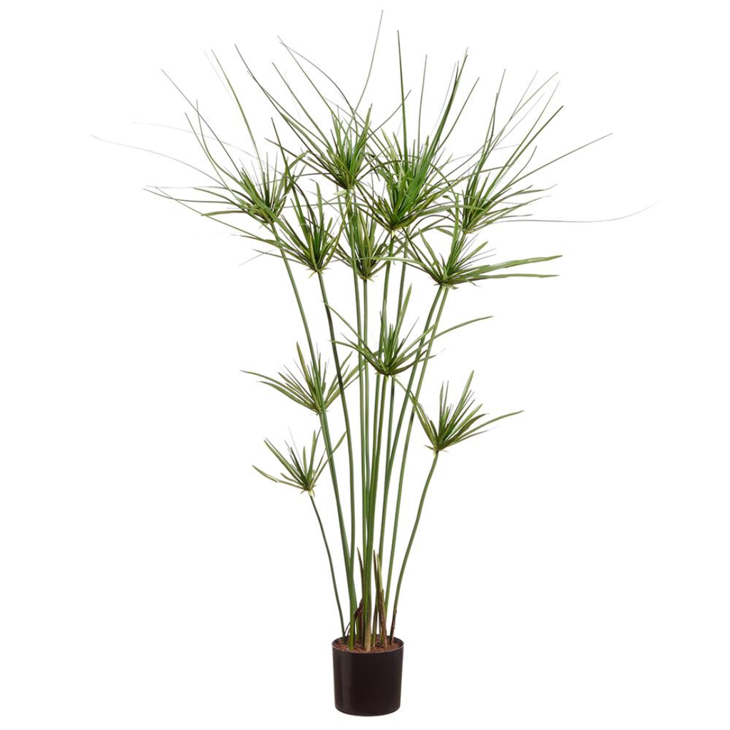 Papyrus Plant in Pot 41in