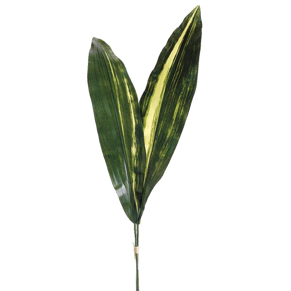 Aspidistra Bundle Green 25in