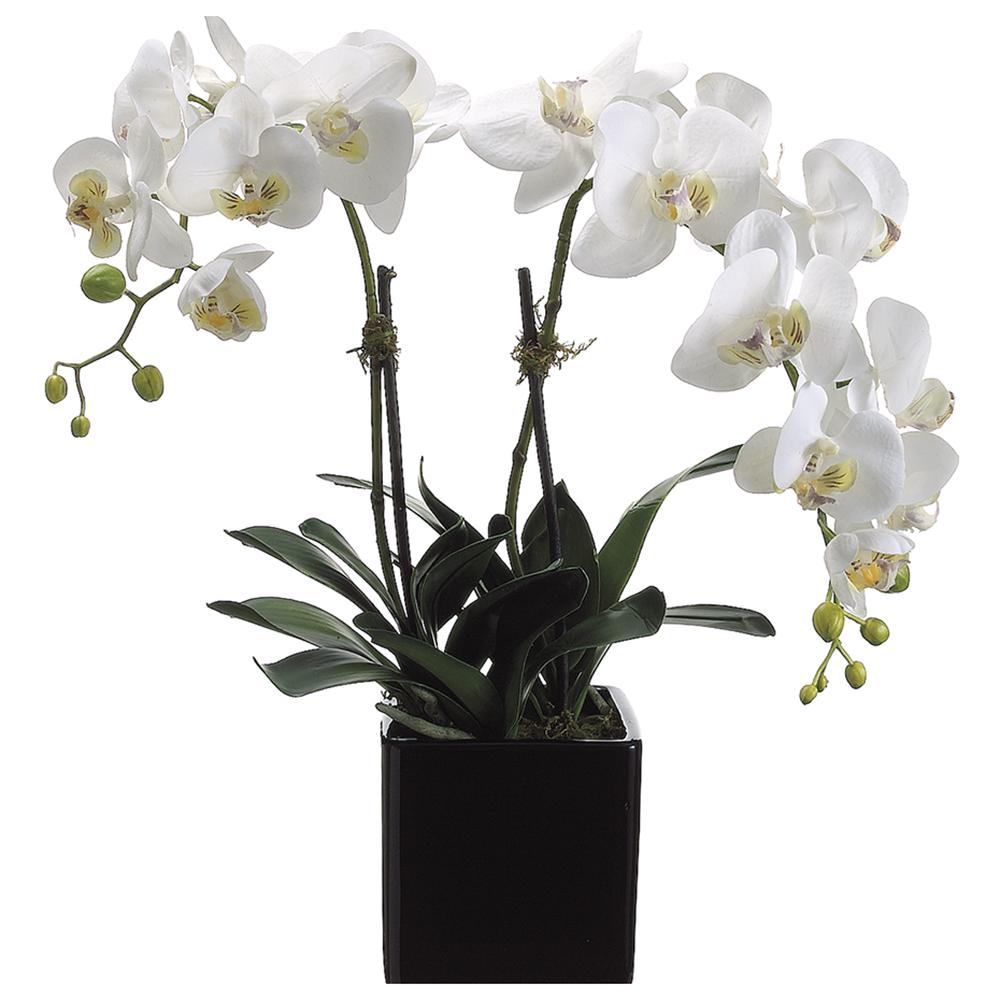 Phalaenopsis in Square Pot 22in