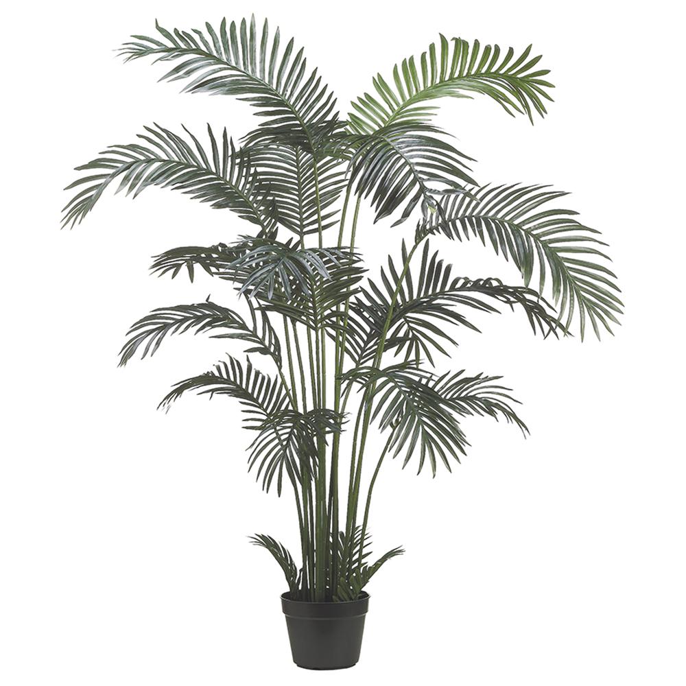 Areca Palm Tree 6ft