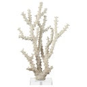 Coral Sculpture With Clear Acrylic Base 14in