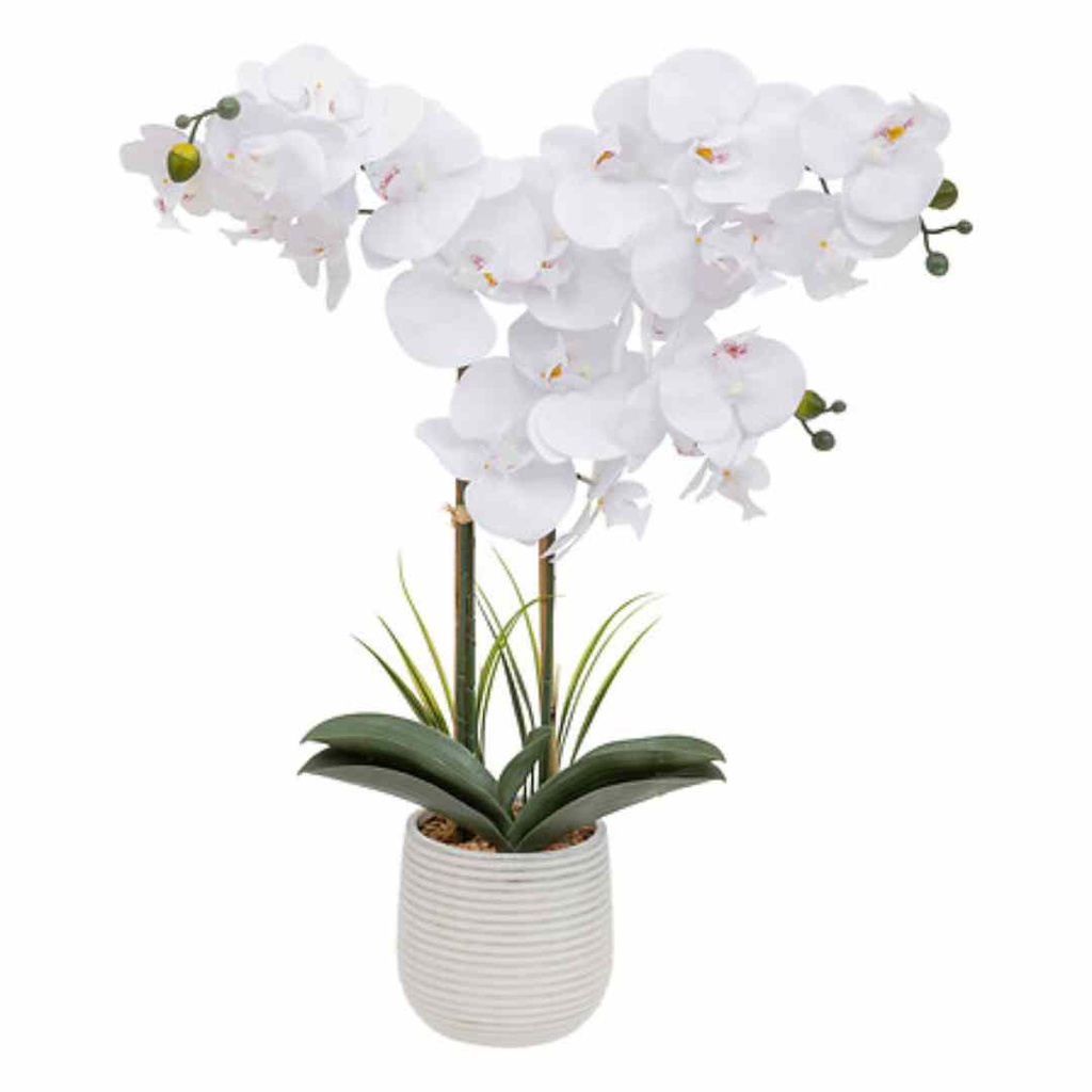 White Orchid in Ceramic Pot 23in