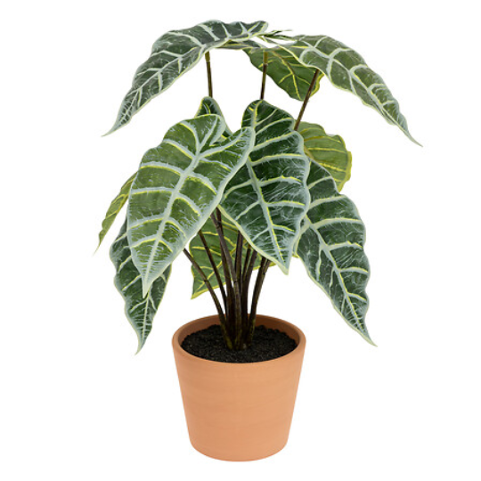 Alocasia in Terracotta Pot 17in
