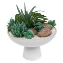 Succulents in Footed Ceramic Pot 8in