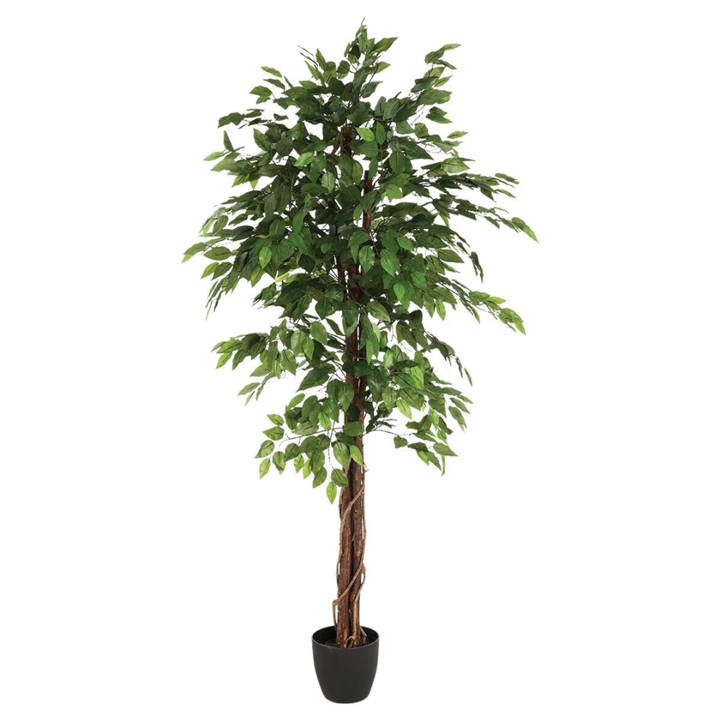 Fig Tree in Pot 70in
