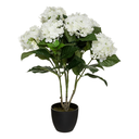 Hydrangea in Pot 23in