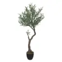 Olive Tree in Pot 59in