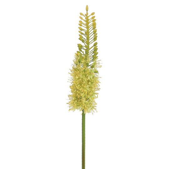 Eremurus Spray Green 35in