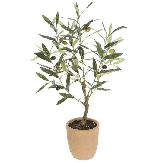 Olive Tree in Cement Pot 26in