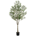 Olive Tree 63in