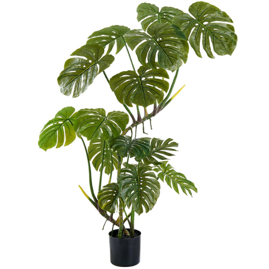Monstera Tree 5ft