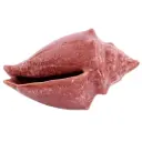 Ceramic Seashell Coral 7.5in