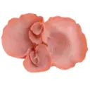 Coral Sculpture Pink 13in