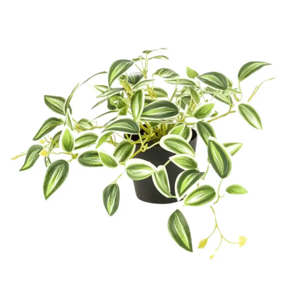 Tradescantia Green & White in Pot 7.5in