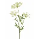 Dill Spray White 31.5in