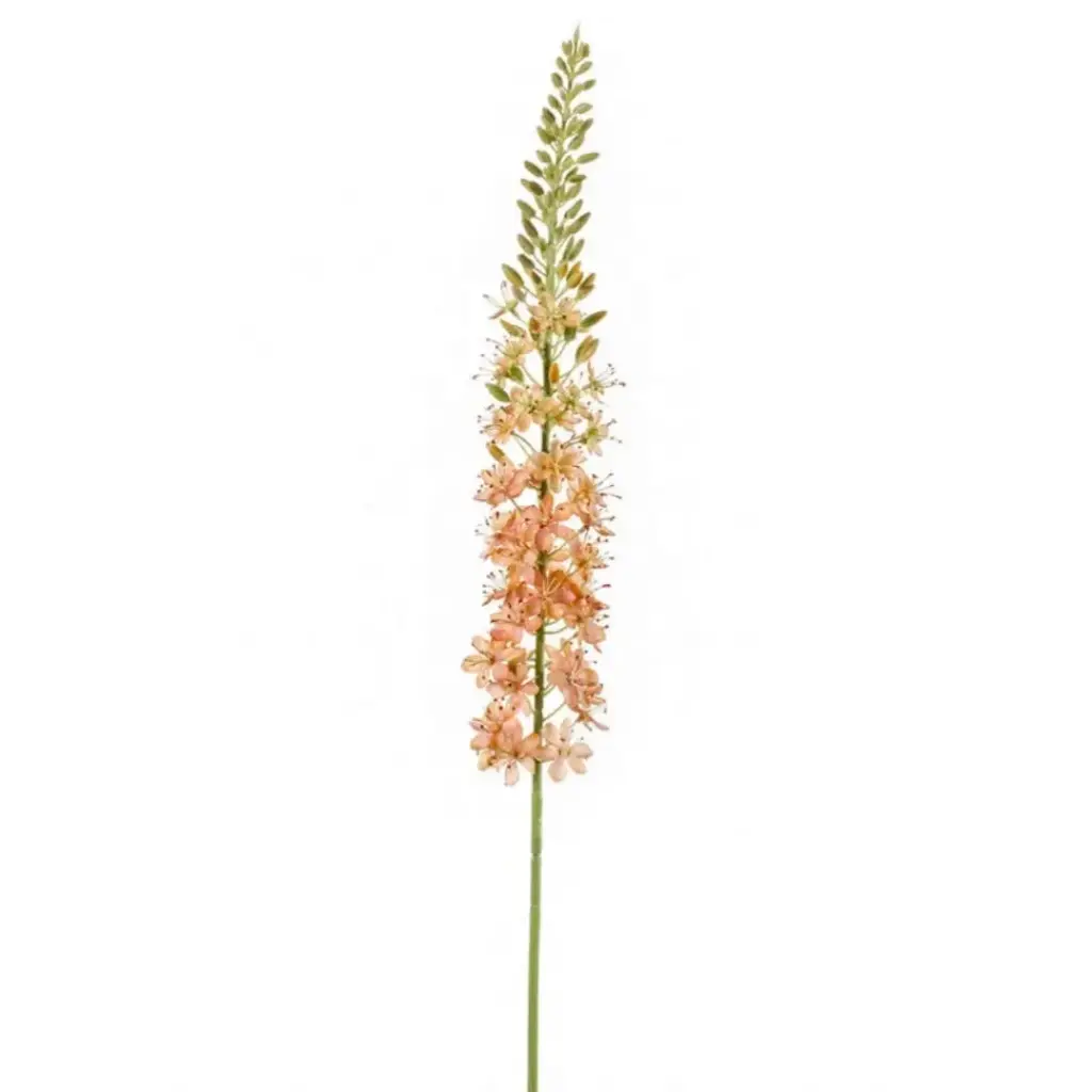 Eremurus Spray Peach 41in