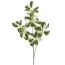 Schefflera Branch Green & White 43in