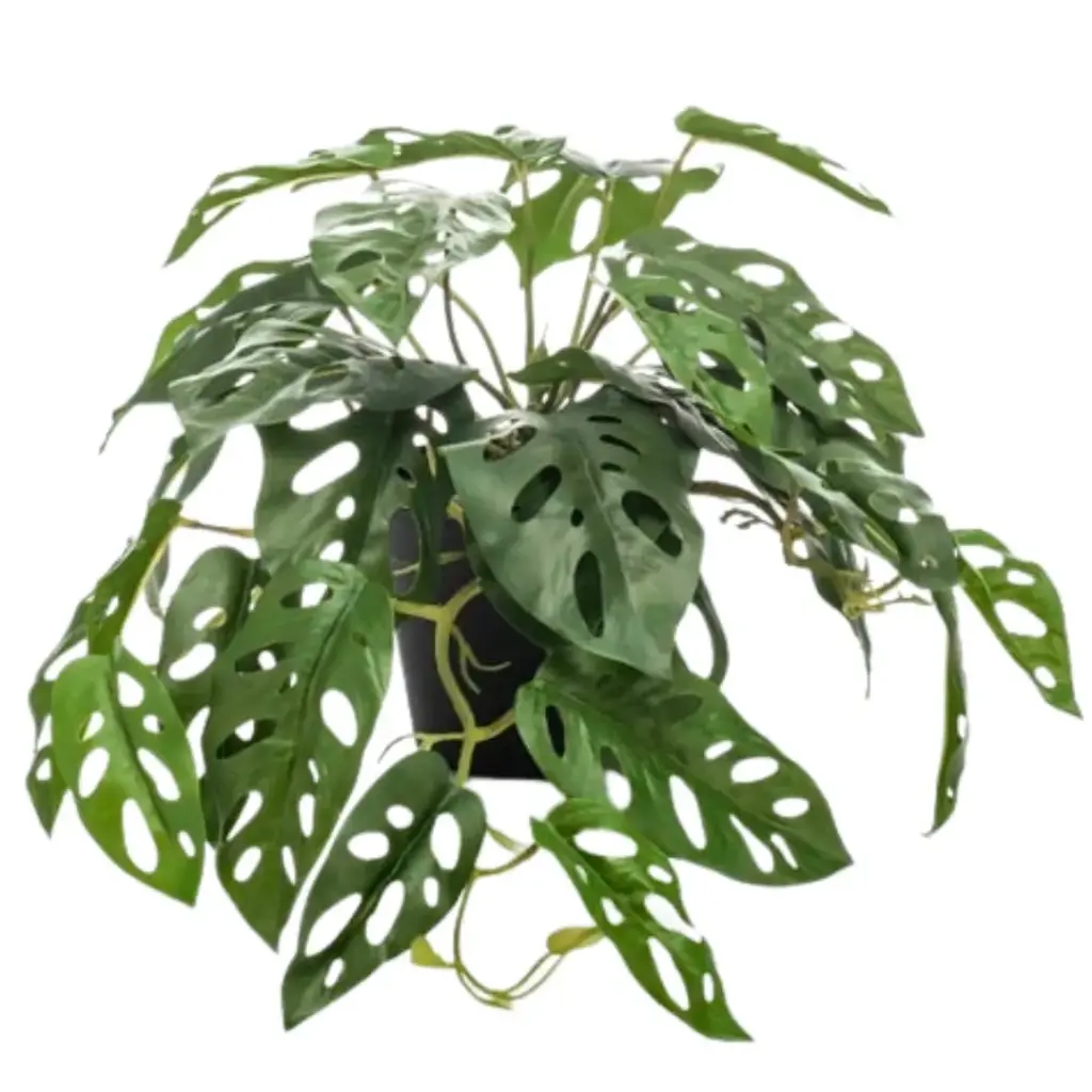 Monstera Monkey Bush in Pot 21.5in