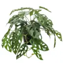 Monstera Monkey Bush in Pot 21.5in