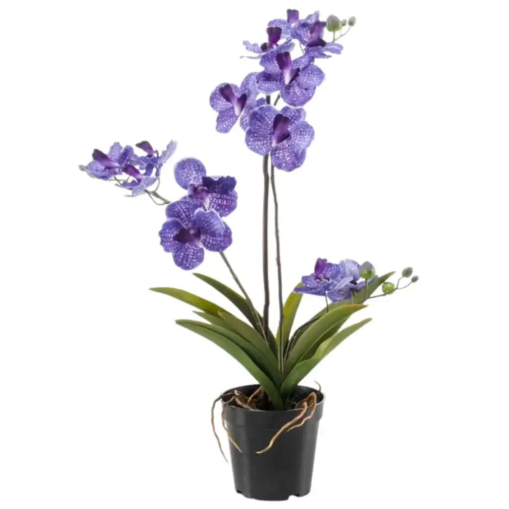 Vanda Orchid in Pot Purple 23.5in