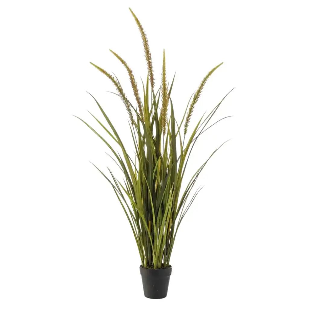 Grass Foxtail in Pot 45in