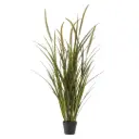 Grass Foxtail in Pot 51in