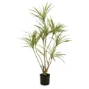 Dracaena Tree 47in