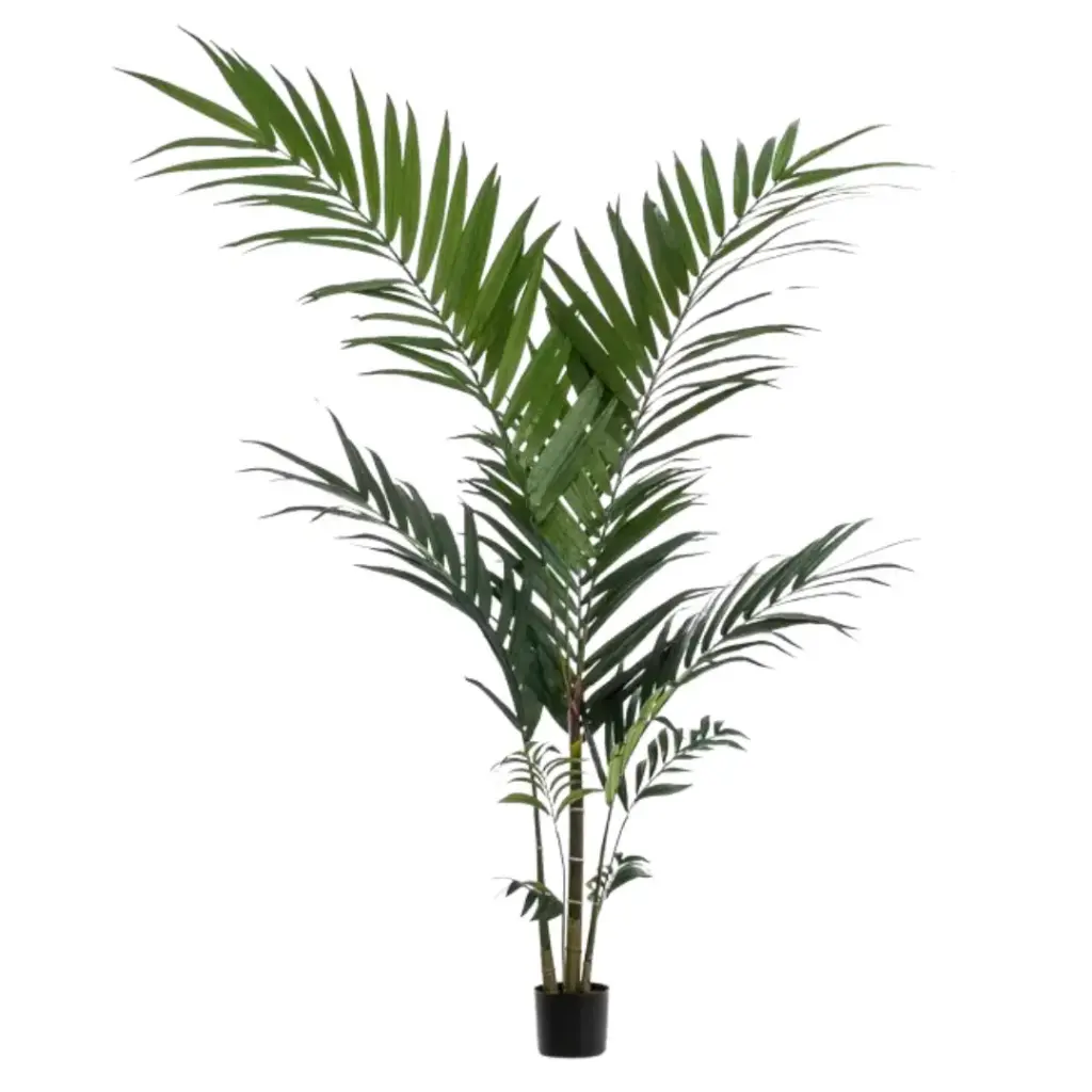 Kentia Palm 59in