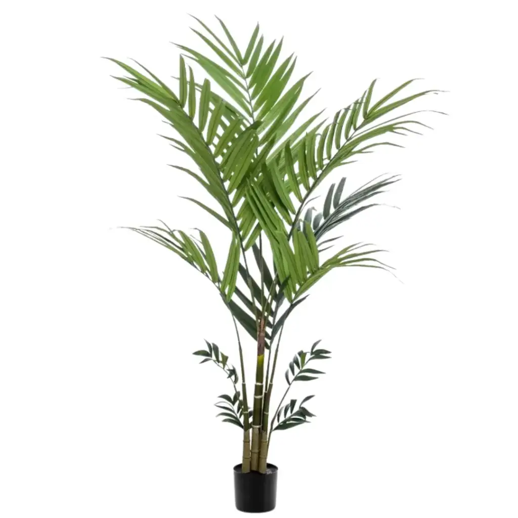 Kentia Palm 6ft