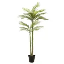 Phoenix Palm Deluxe 7ft