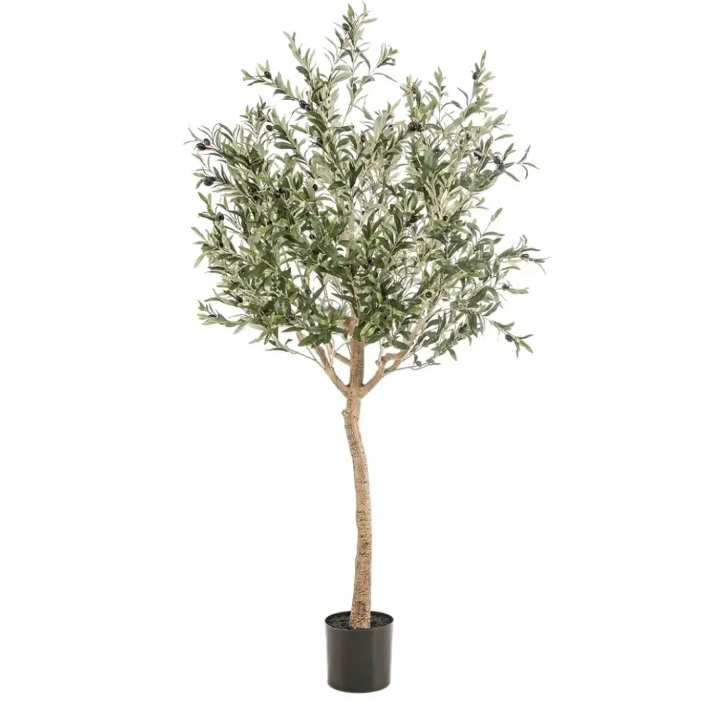Olive Tree 6ft