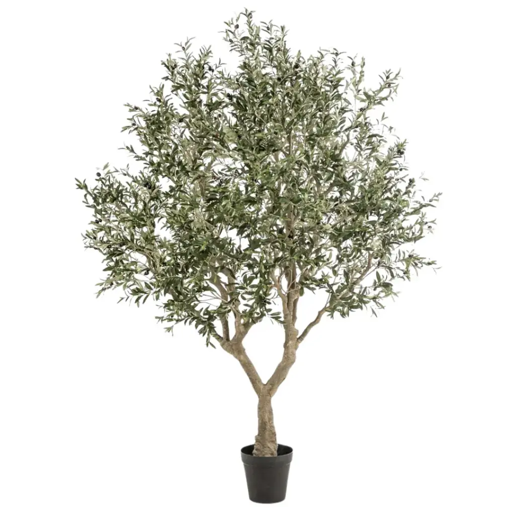 Olive Tree 8ft