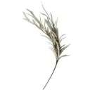 Eucalyptus Blooms Green Stem 35in