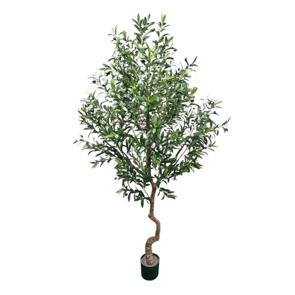 Olive Tree 6.5ft