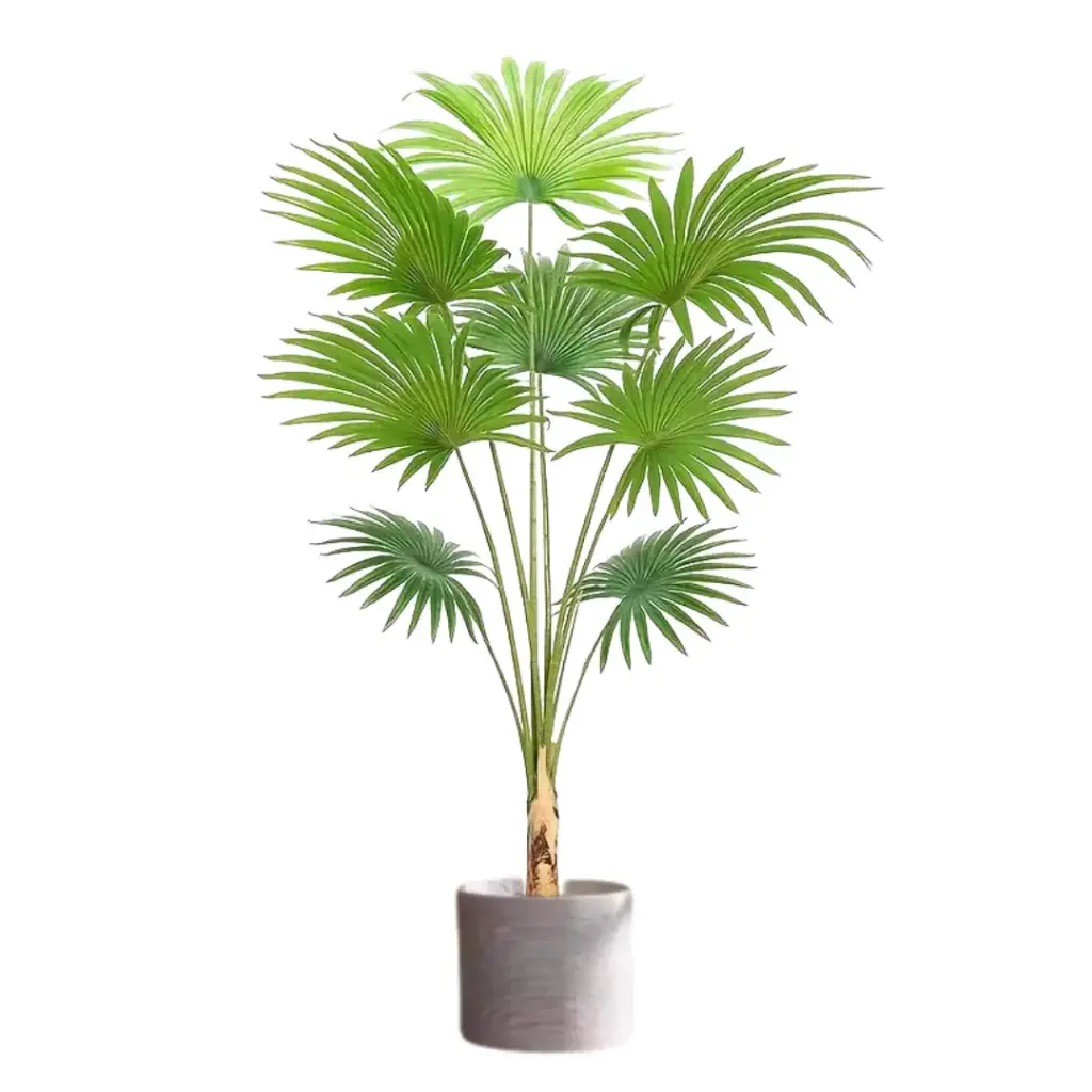 Kentia Palm 3.6ft