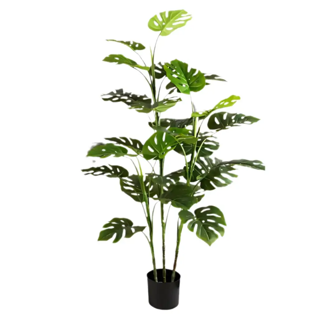 Monstera Plant 4ft