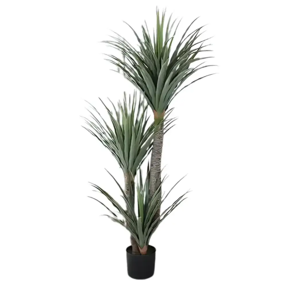 Dracaena Reflexa Plant 5ft