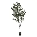 Eucalyptus Tree 6ft