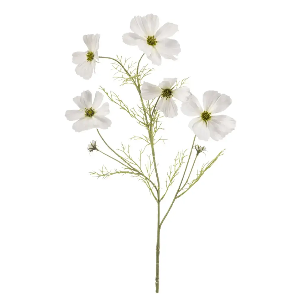 Cosmos Spray White 30in