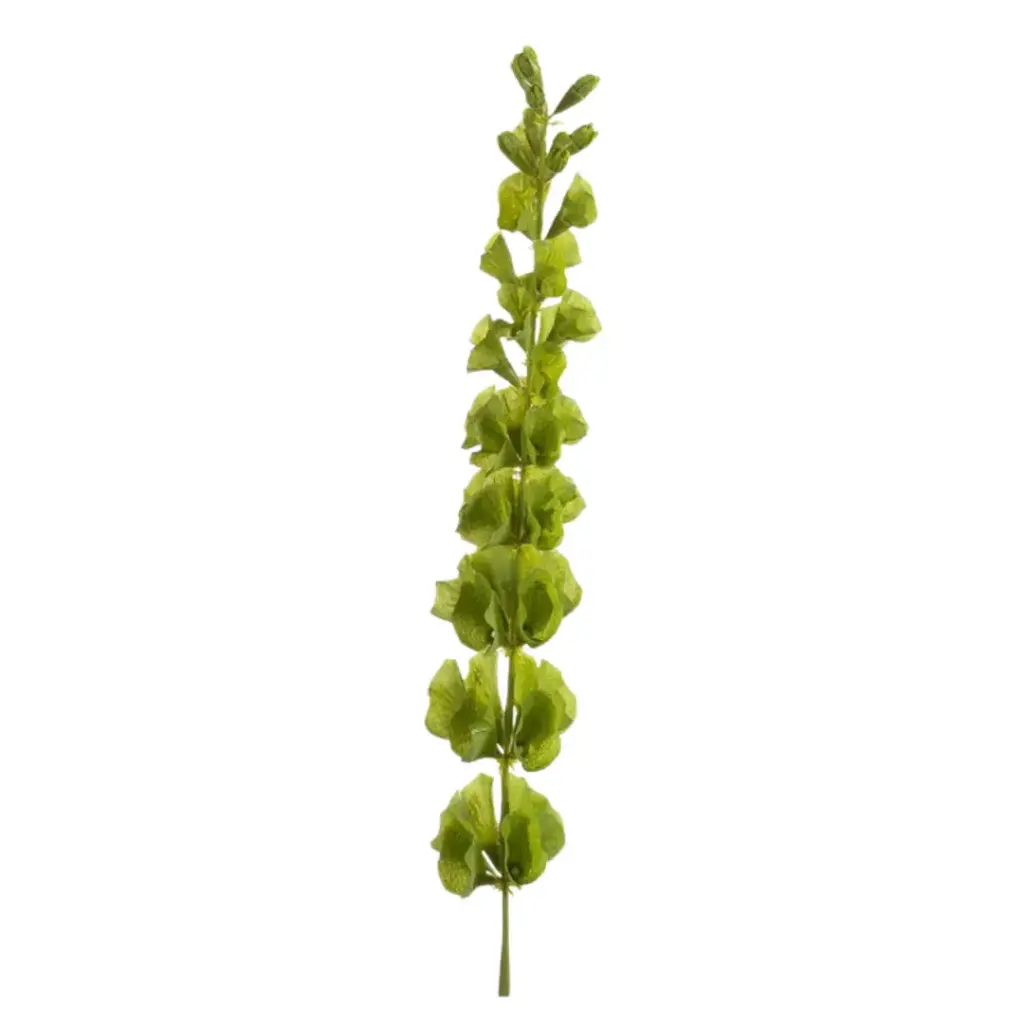Molucella Spray Green 31.5in