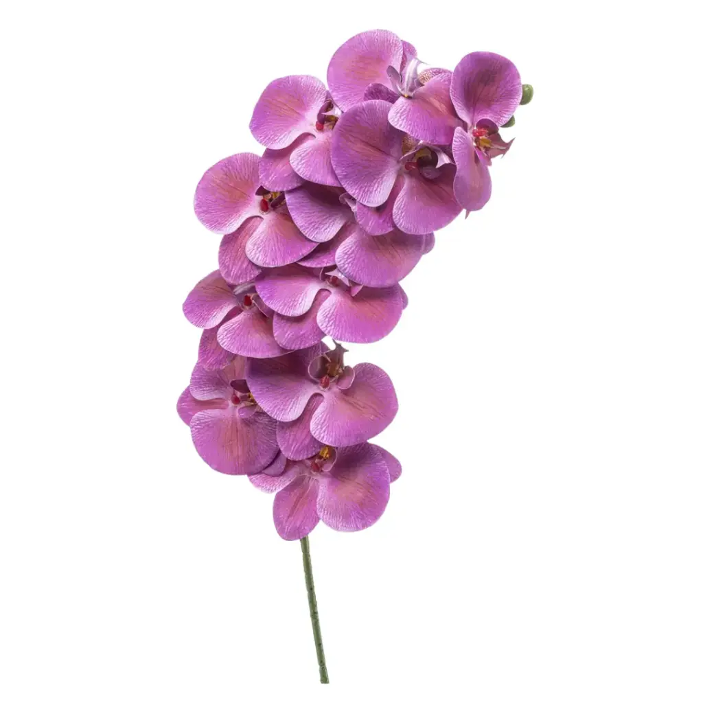 Phalaenopsis Spray Beauty 39in