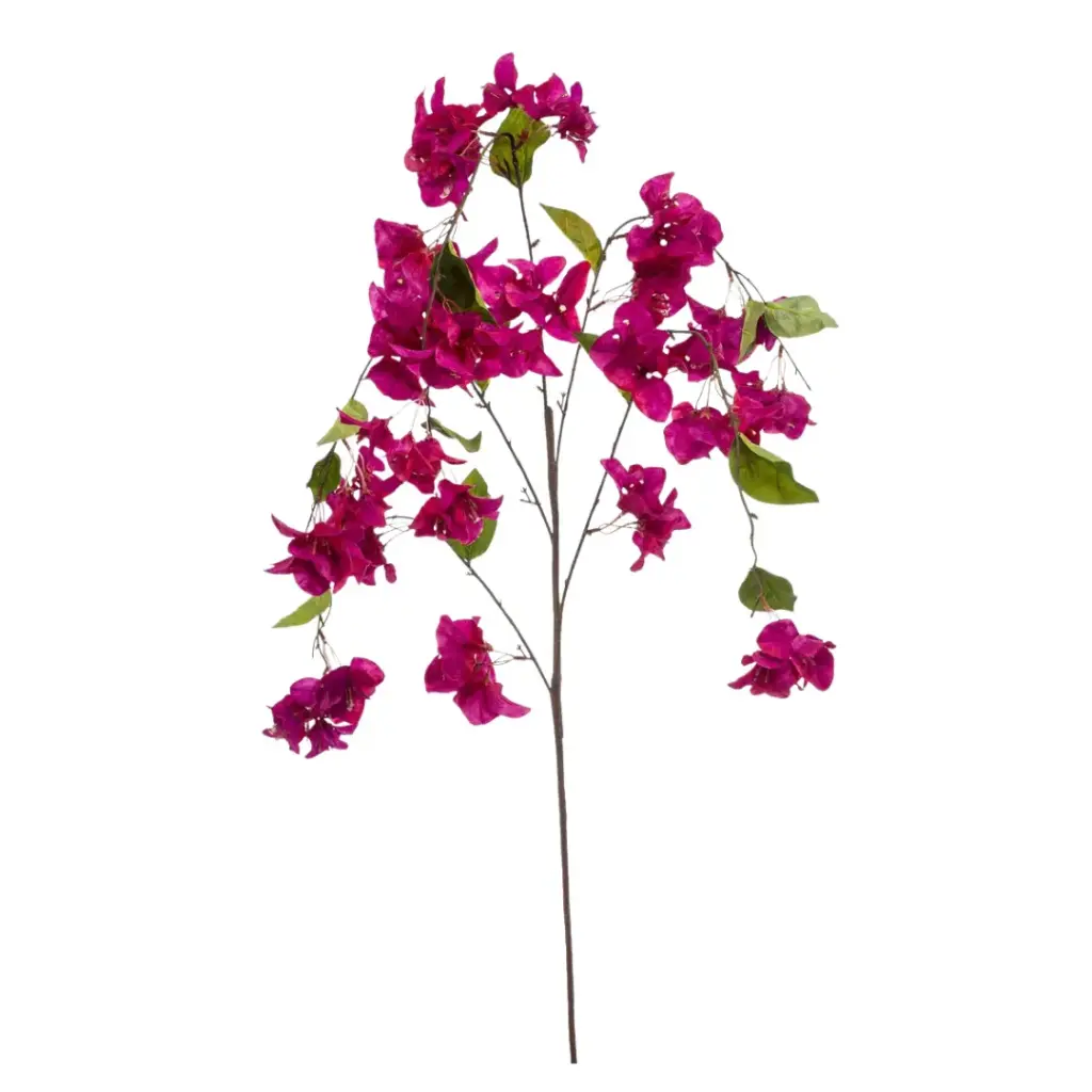 Bougainvillea Hanging Spray Fuchsia 4ft