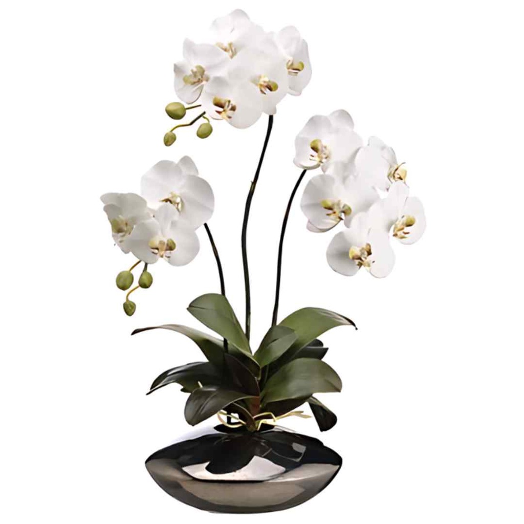 Phalaenopsis Orchid Pot 31in