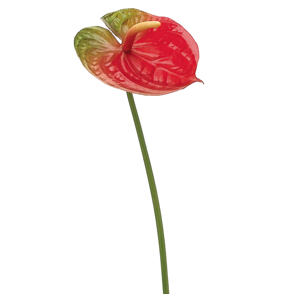 Anthurium Spray Red 25in