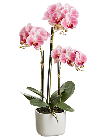 Pink Phalaenopsis Orchid White Pot 25in
