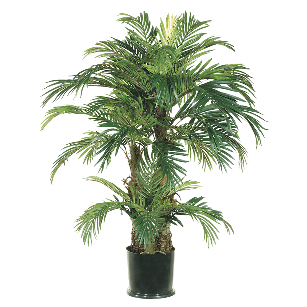 Phoenix Palm Tree 4ft